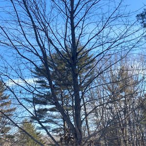 Meet your Posher, Maxwell